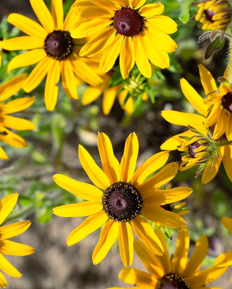 Black Eyed Susan Black Eyed Susan