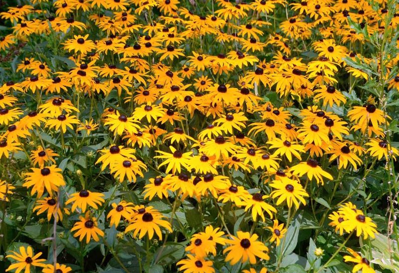 Black-Eyed Susan