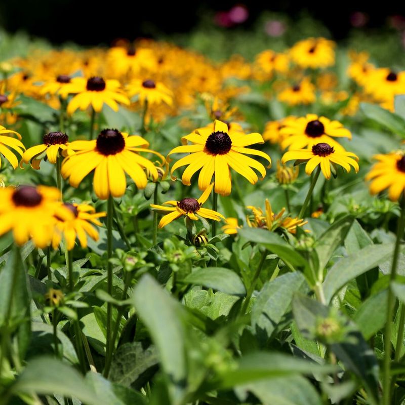 Black-Eyed Susan Black-Eyed Susan