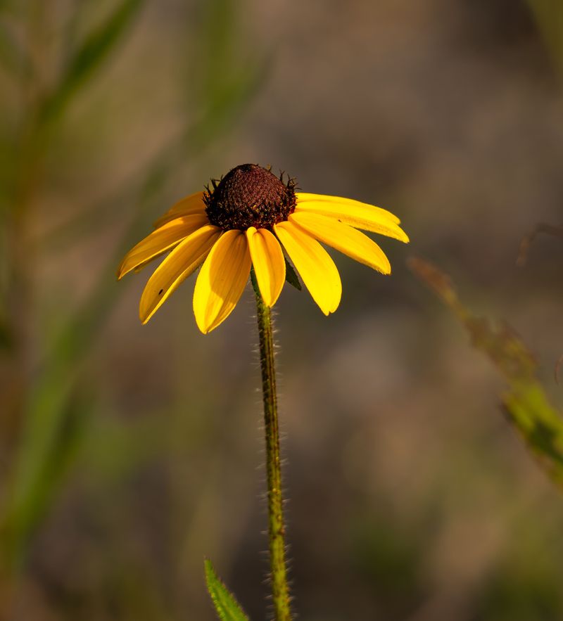 Black-Eyed Susan Black-Eyed Susan