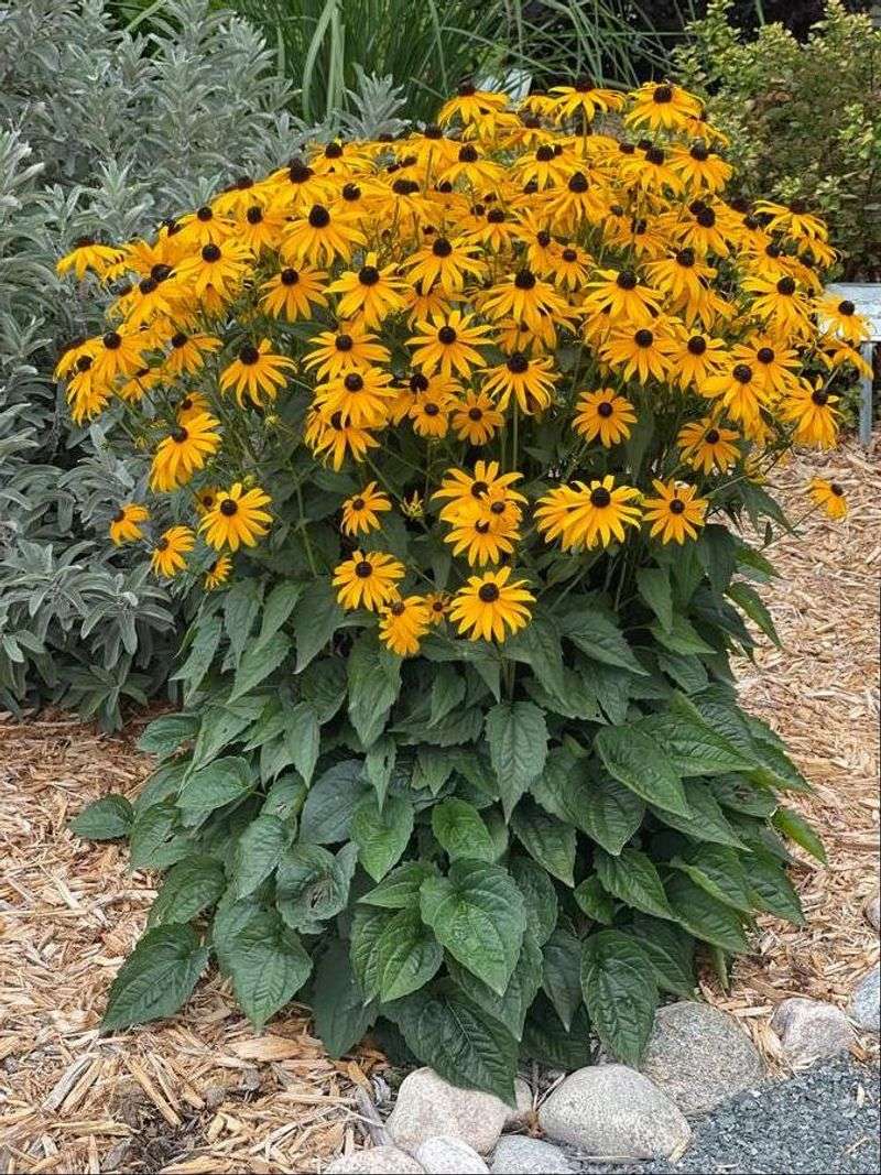 Black-Eyed Susan