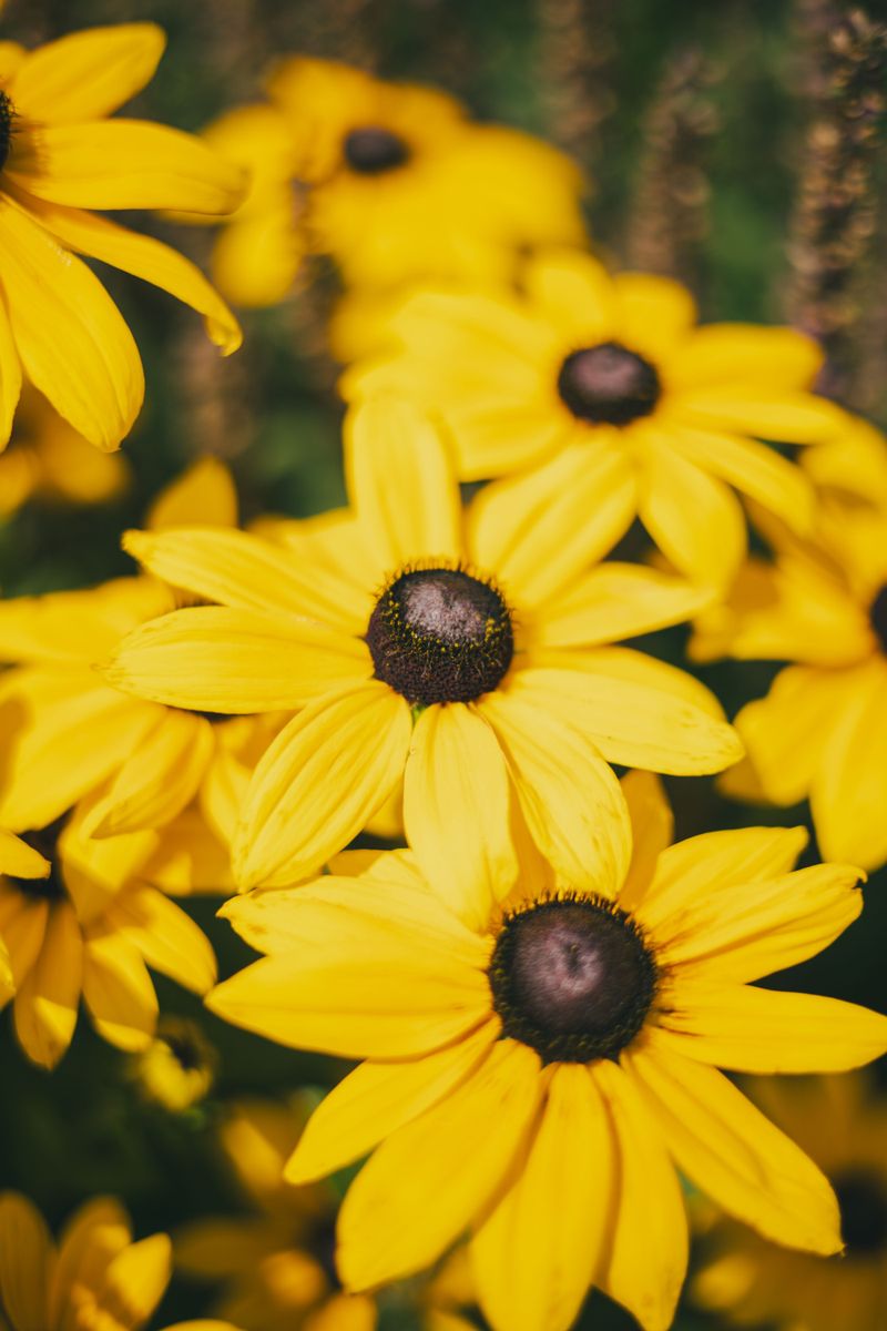 Black-Eyed Susan Black-Eyed Susan