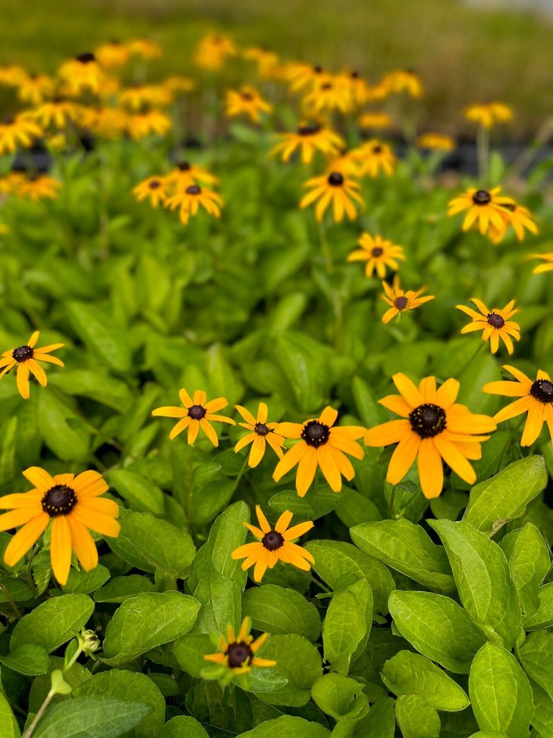 Black-Eyed Susan