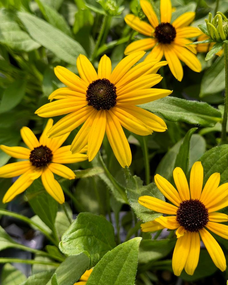 Black Eyed Susan Black Eyed Susan