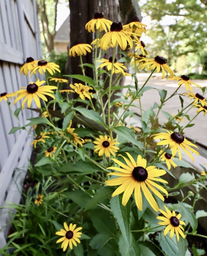 Black-Eyed Susan Adds Color Along Wider Edges Black-Eyed Susan Adds Color Along Wider Edges