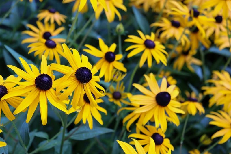 Black Eyed Susan Blooms For Weeks Black Eyed Susan Blooms For Weeks