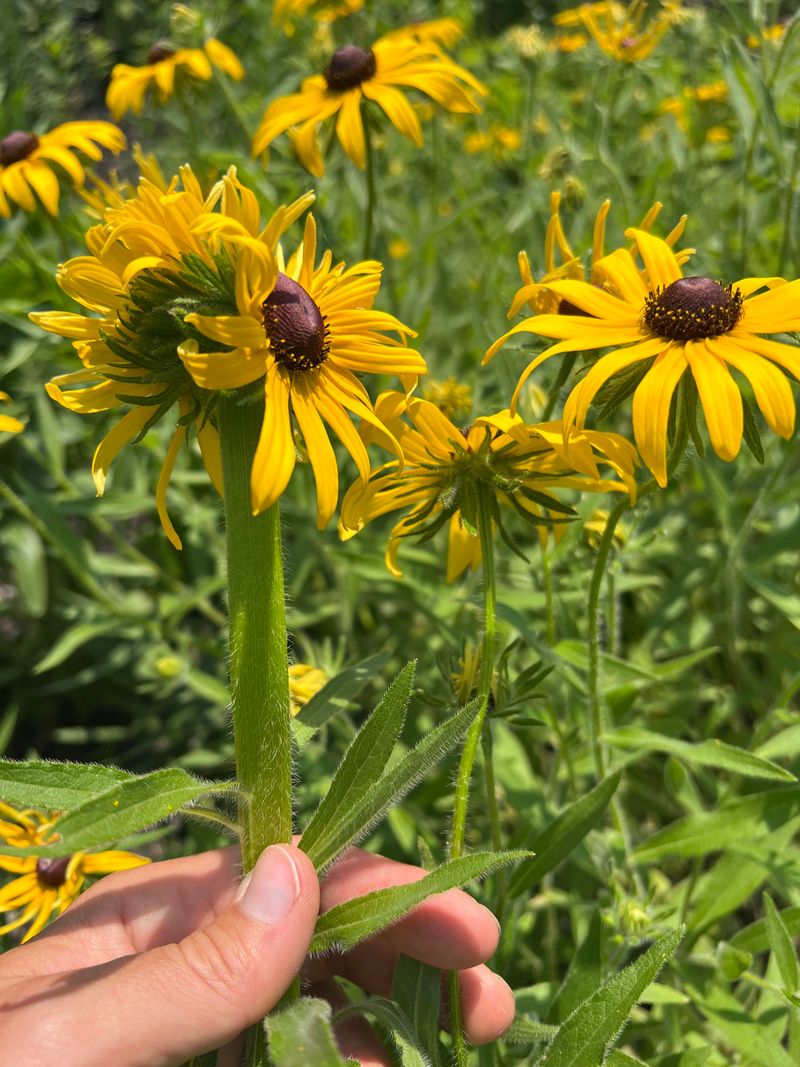Black-Eyed Susan Covers Bare Soil