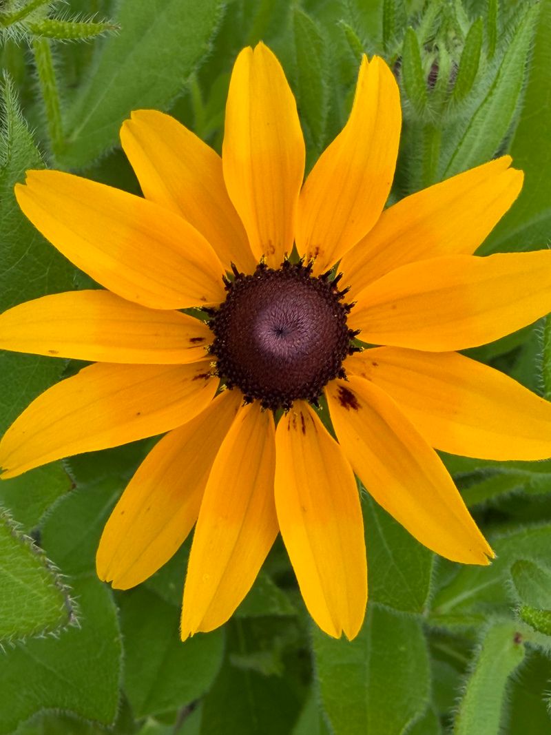 Black-Eyed Susan Feeds The Bug Layer Black-Eyed Susan Feeds The Bug Layer