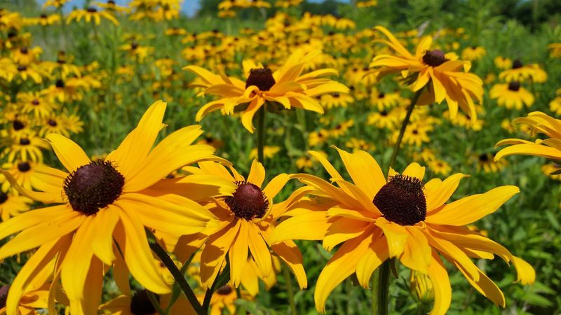 Black-Eyed Susan Holds Summer Color