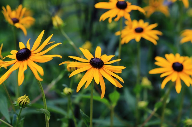Black-Eyed Susan (Rudbeckia Hirta) Black-Eyed Susan (Rudbeckia Hirta)