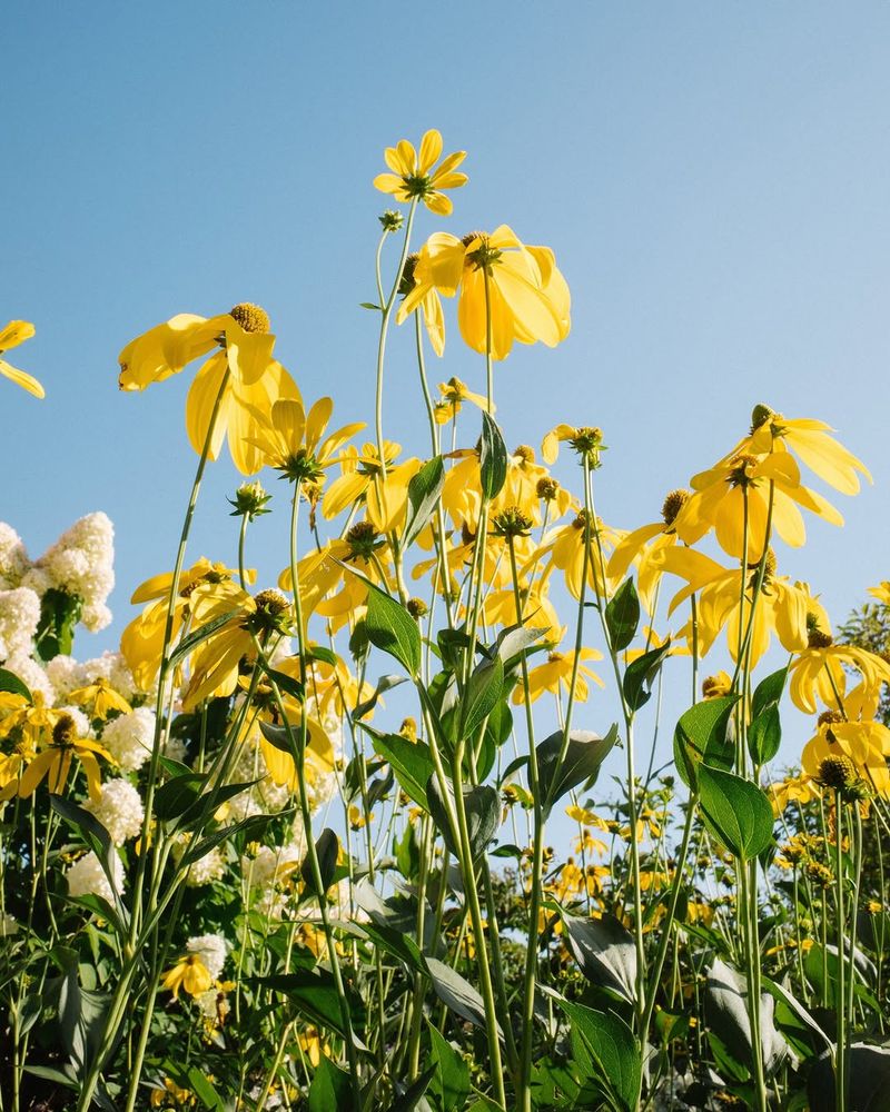 Black-Eyed Susan, Tall Varieties 
