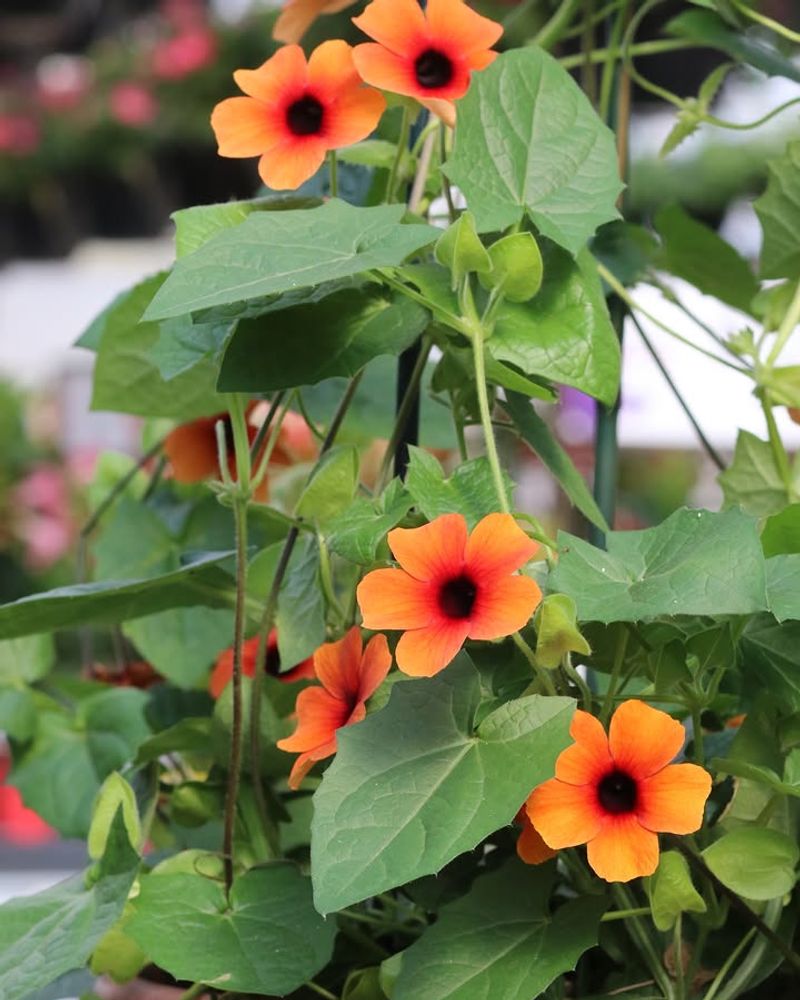 Black-Eyed Susan Vine Black-Eyed Susan Vine