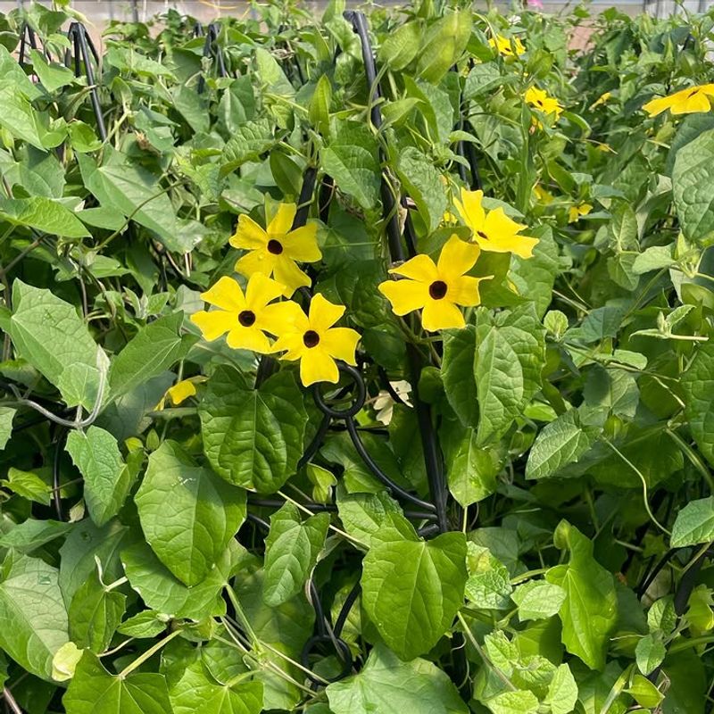 Black-Eyed Susan Vine Black-Eyed Susan Vine