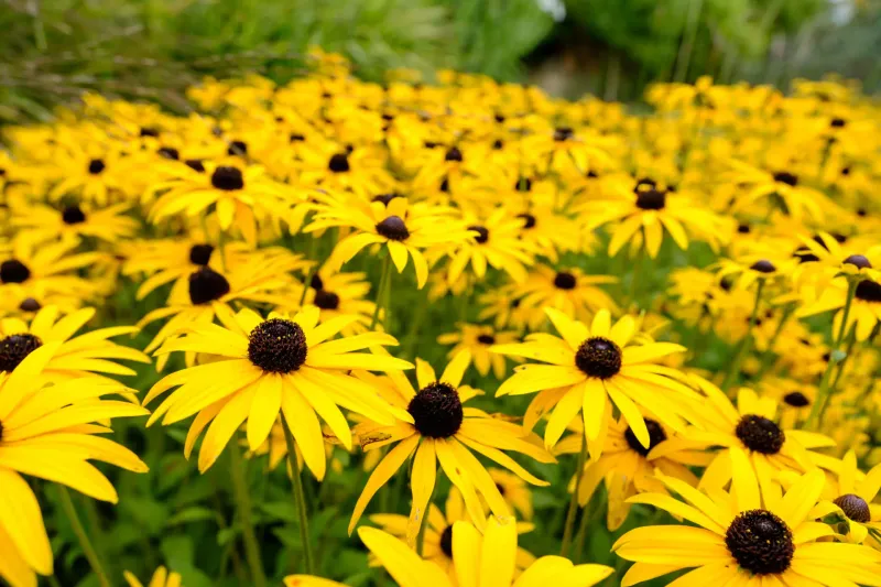 Black-Eyed Susan