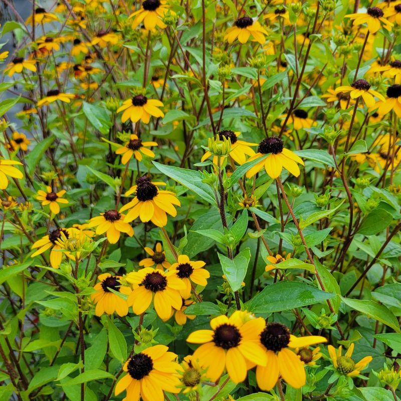 Black-Eyed Susan's Tougher Cousin Brown-Eyed Susan