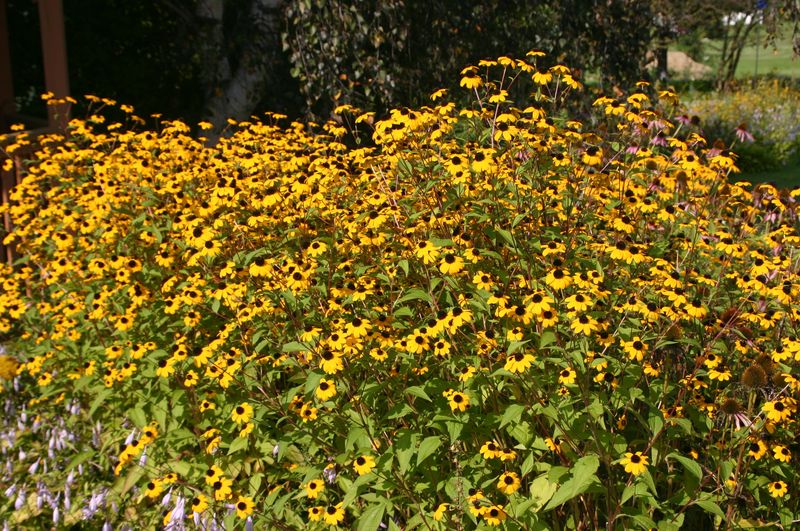 Black-Eyed Susan's Tougher Cousin Brown-Eyed Susan Black-Eyed Susan's Tougher Cousin Brown-Eyed Susan