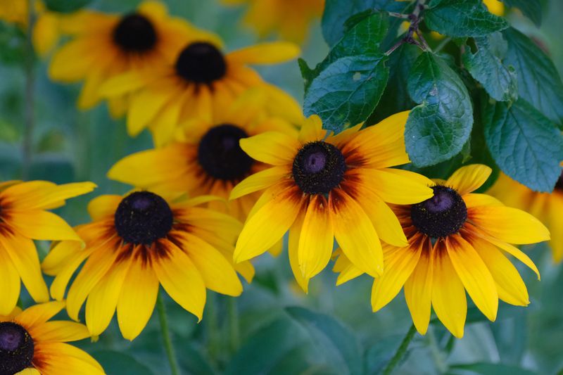 Black-Eyed Susans