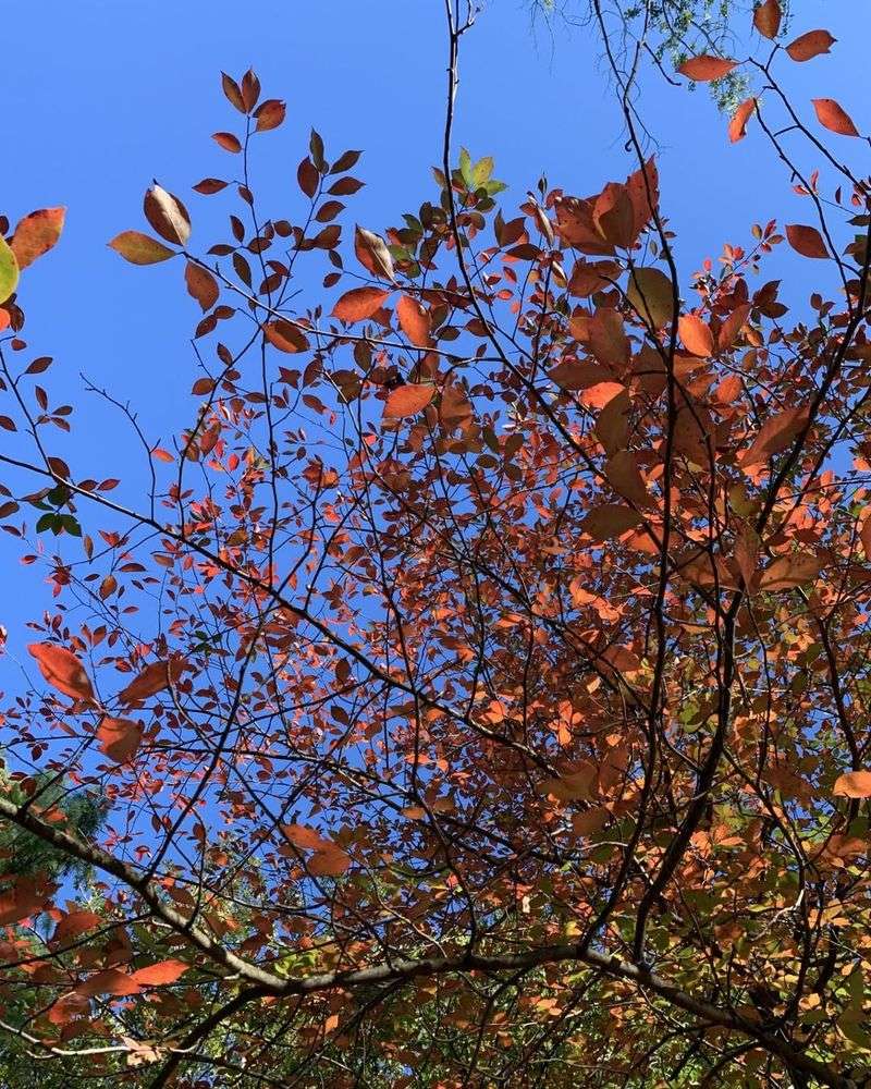 Black Gum Adapts To Clay-Rich Soil