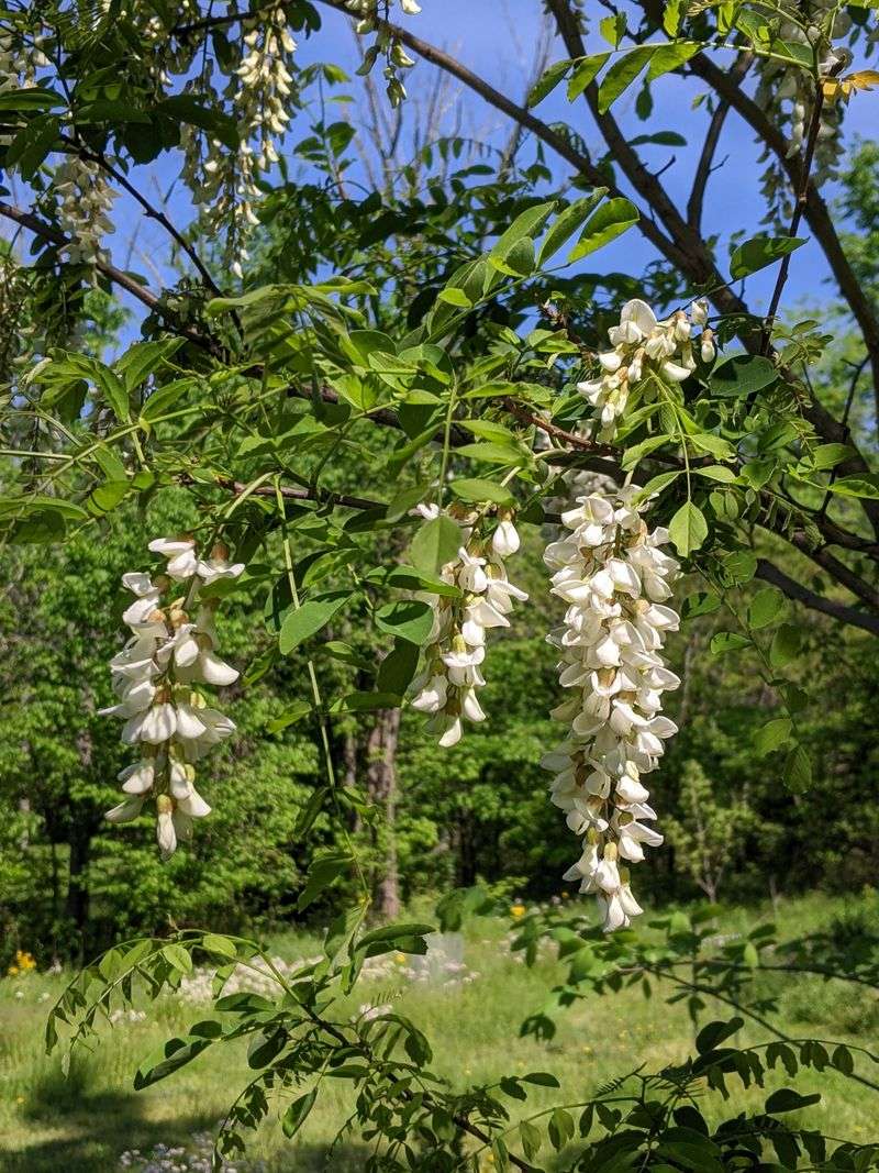 Black Locust Contains Highly Toxic Compounds Black Locust Contains Highly Toxic Compounds