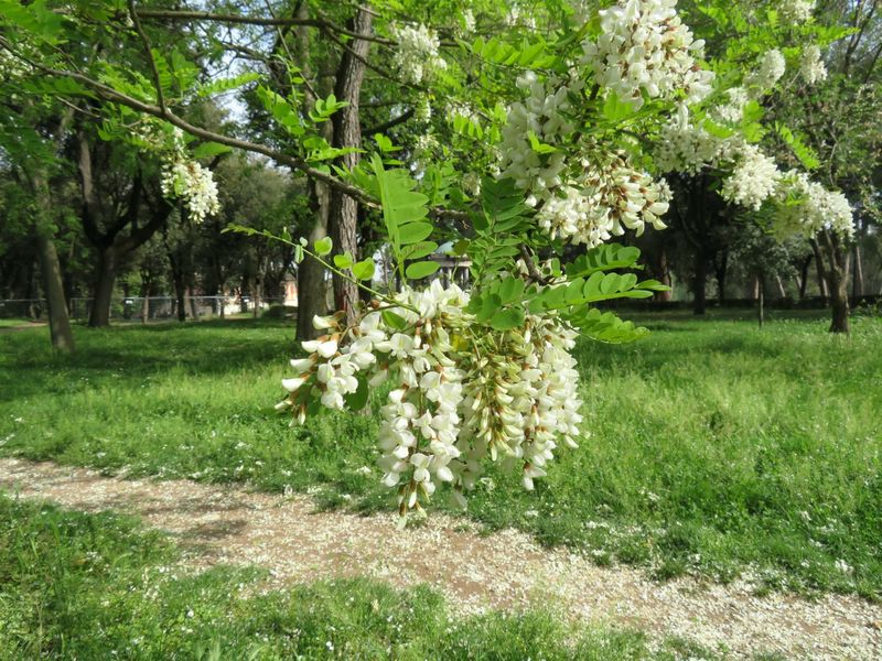 Black Locust Is Often Mistaken For Other Trees Black Locust Is Often Mistaken For Other Trees