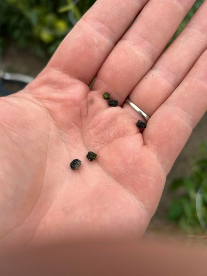 Black Pellets Are Frass