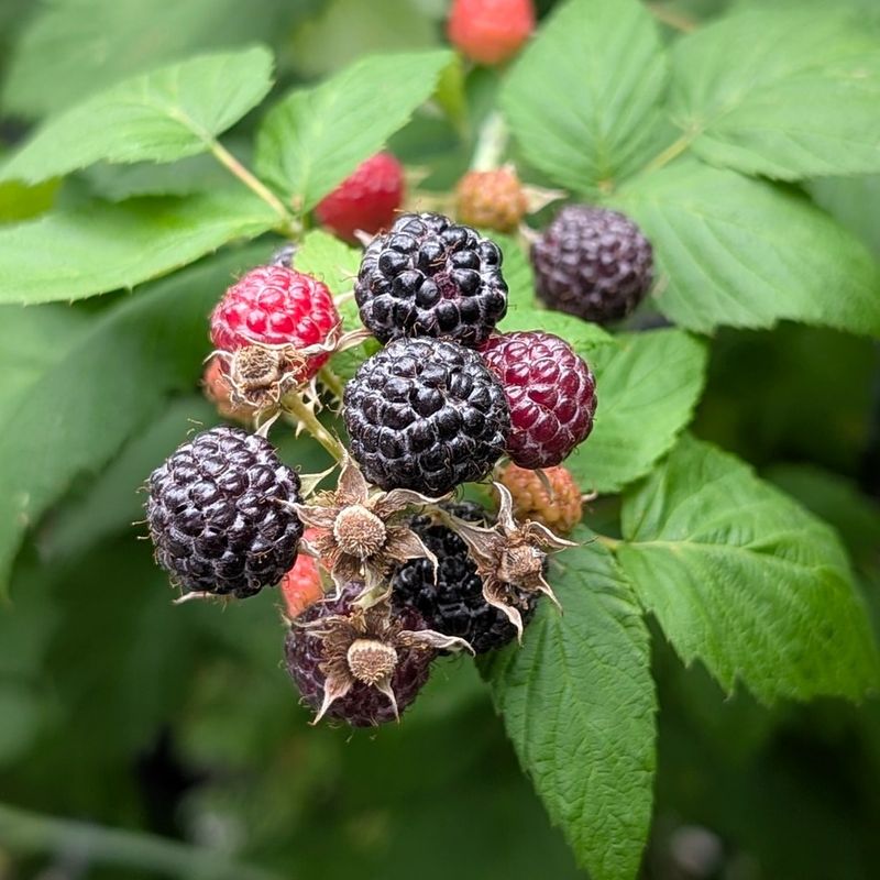 Black Raspberry Builds A Strong Patch Black Raspberry Builds A Strong Patch