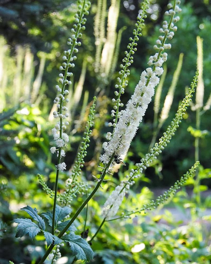 Black Snakeroot