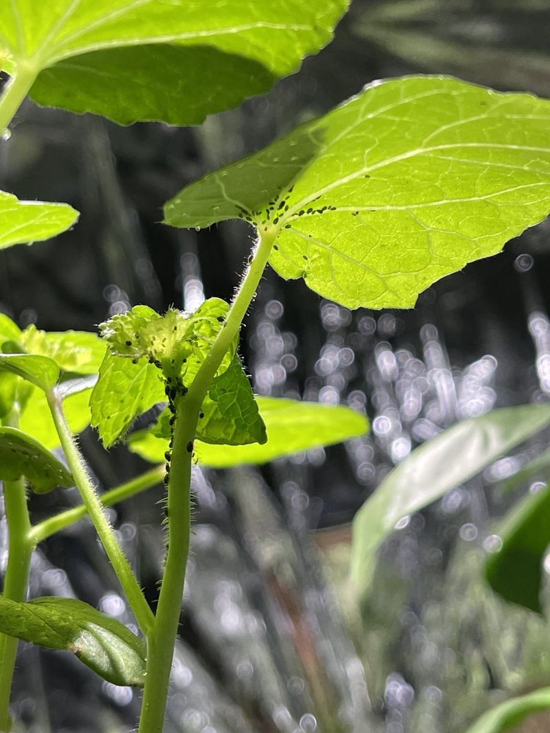 Black Sooty Mold May Follow Honeydew