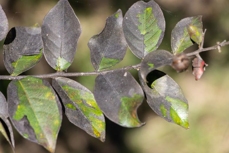 Black Sooty Mold On Branches And Leaves