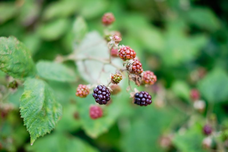 Blackberries