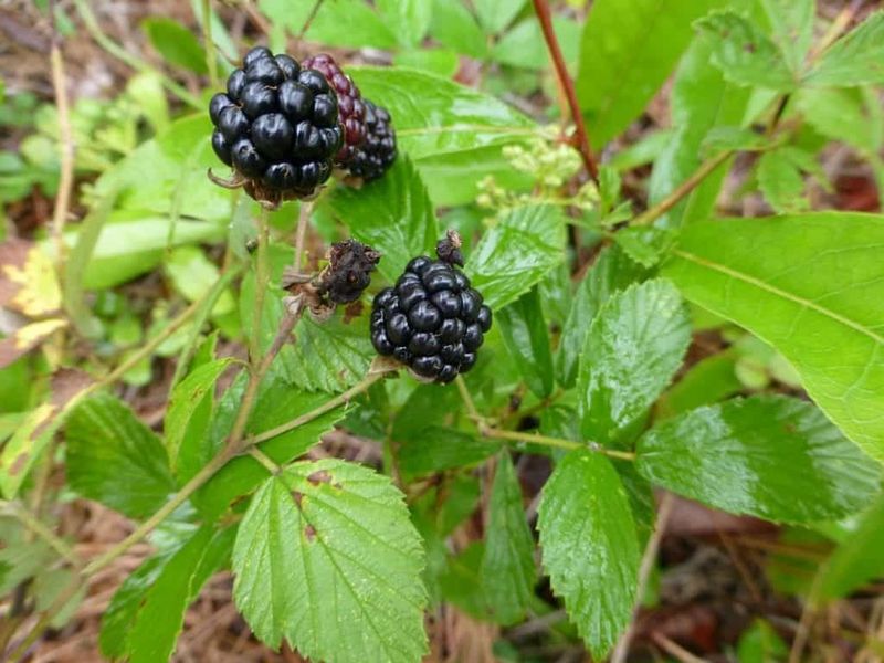 Blackberry Adds Fruit And Cover