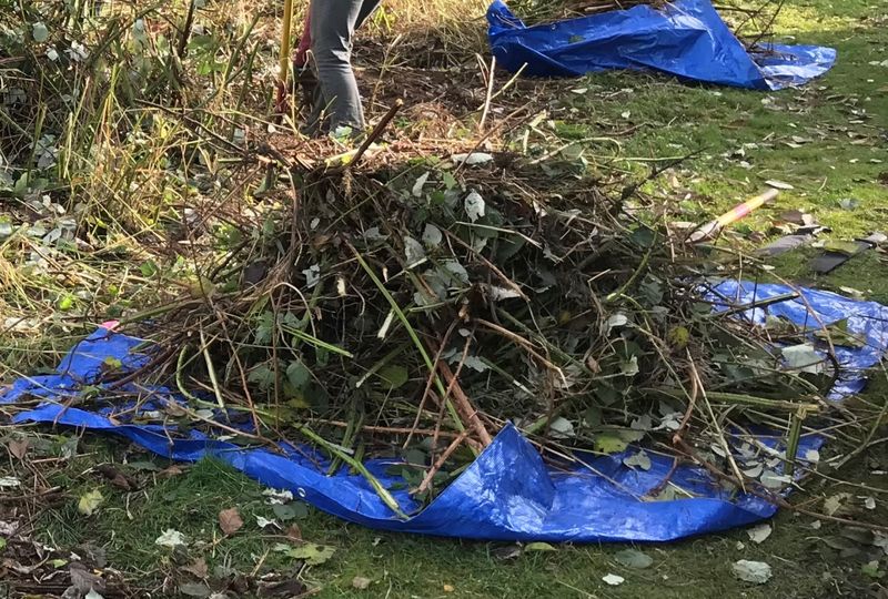 Blackberry Debris Is Not Harmless Yard Waste Blackberry Debris Is Not Harmless Yard Waste