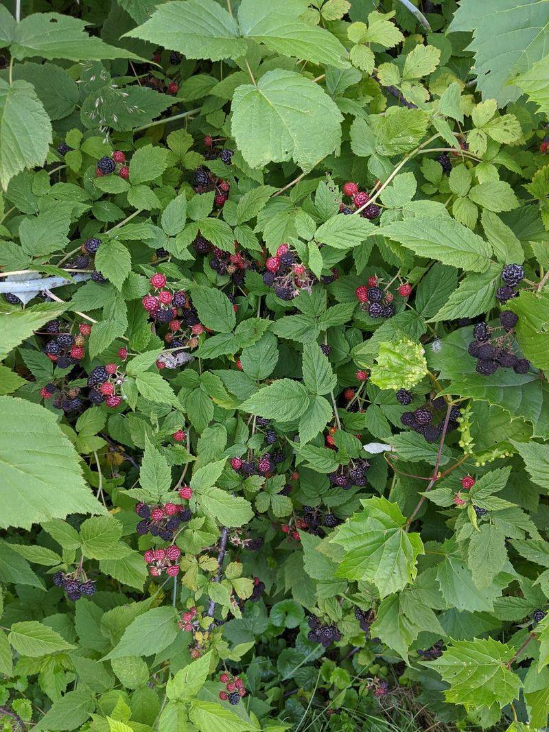Blackcap Raspberry Rewards Sunny Edges Blackcap Raspberry Rewards Sunny Edges