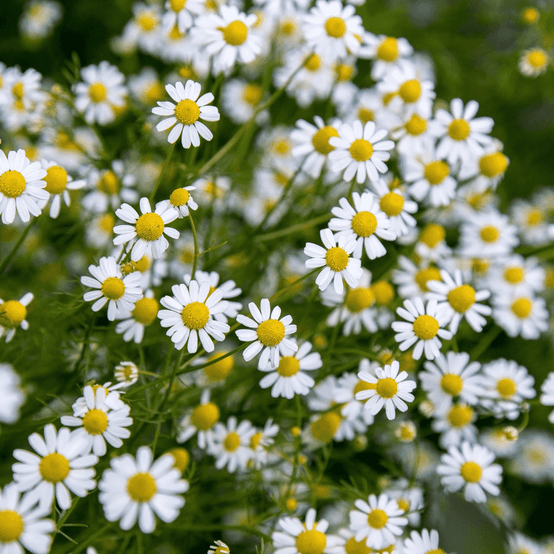 Blackfoot Daisy Fits Sunny Edges With Fast Drainage Blackfoot Daisy Fits Sunny Edges With Fast Drainage
