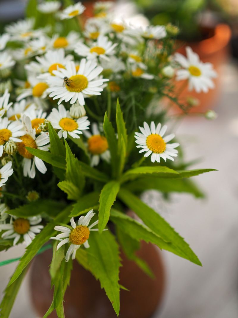 Blackfoot Daisy