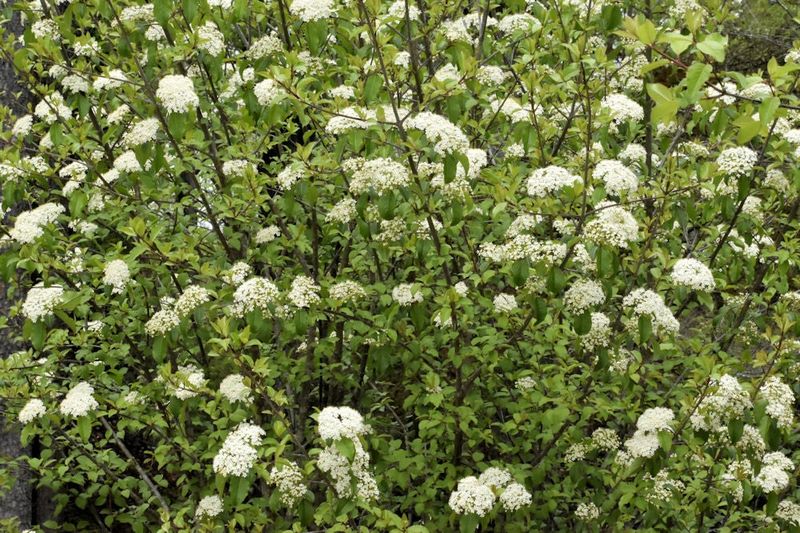 Blackhaw Viburnum Works In Larger Shrub Borders Blackhaw Viburnum Works In Larger Shrub Borders