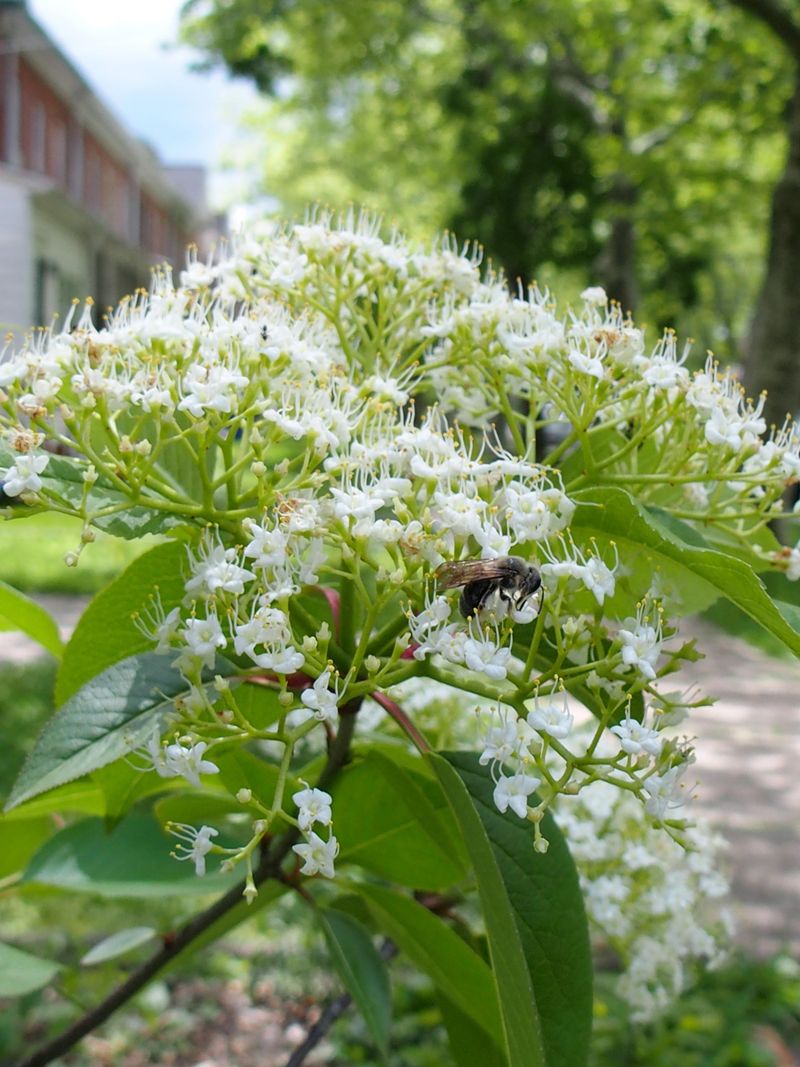 Blackhaw Viburnum