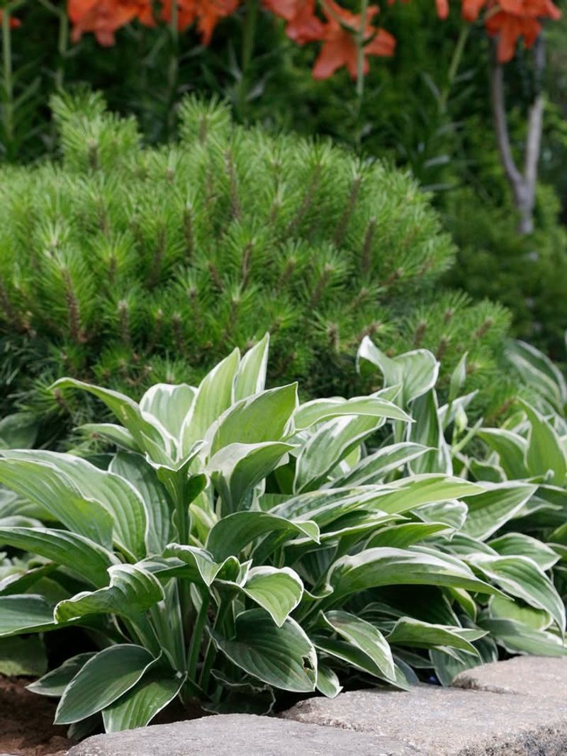 Blaming The Hosta Before Checking The Site Blaming The Hosta Before Checking The Site
