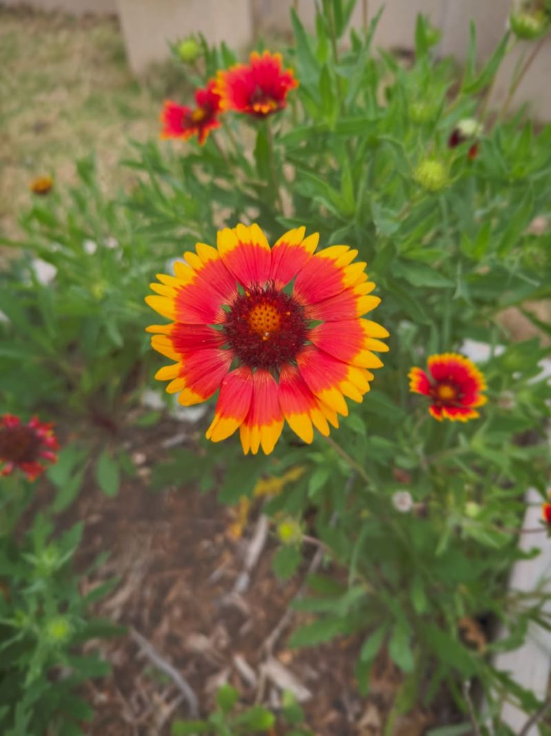 Blanket Flower Blanket Flower