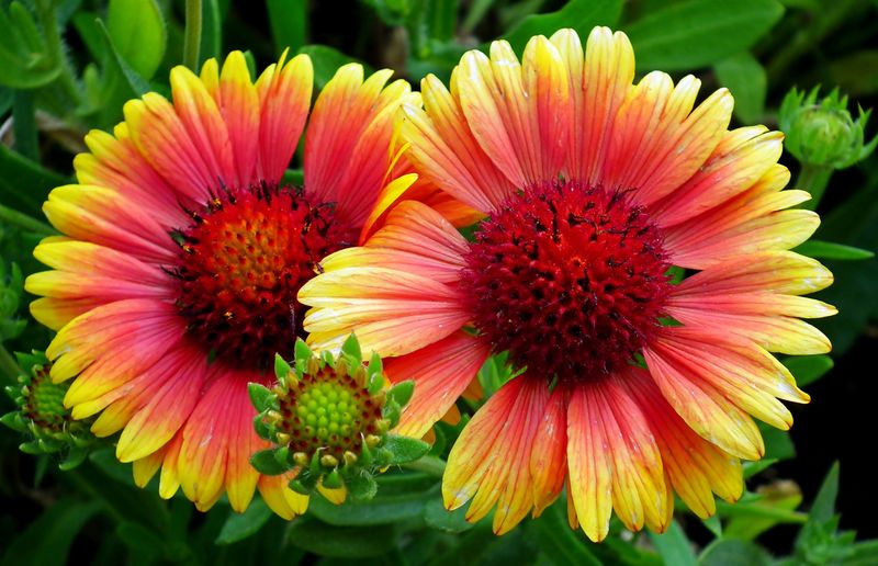Blanket Flower Blanket Flower