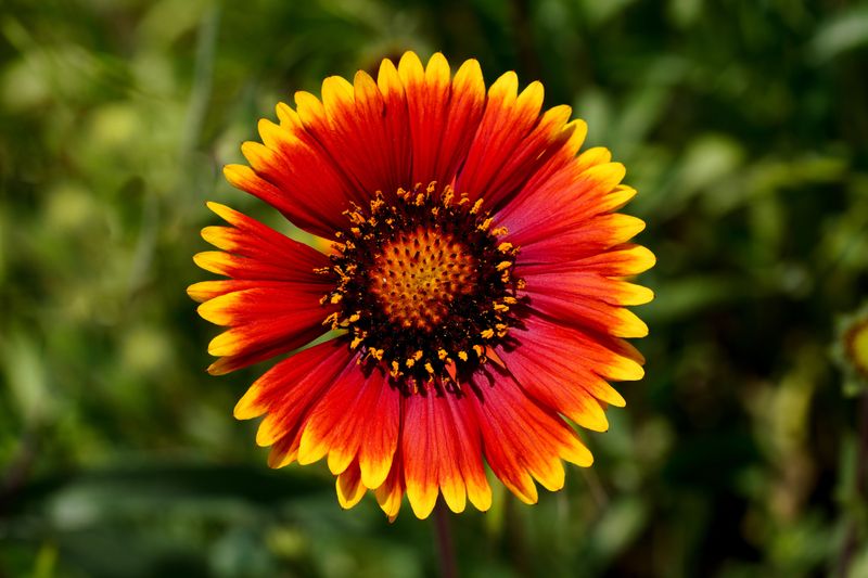 Blanket Flower Blanket Flower