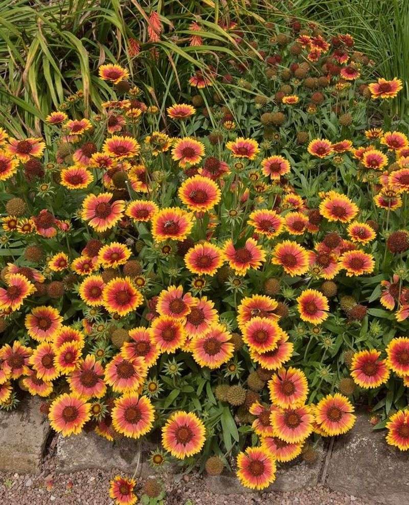 Blanket Flower Blooms Longer In Sandy Ground Blanket Flower Blooms Longer In Sandy Ground