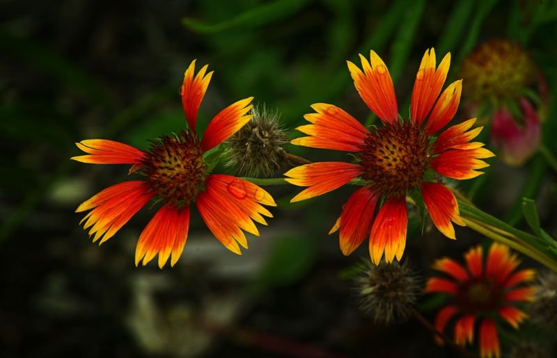 Blanket Flower Blanket Flower