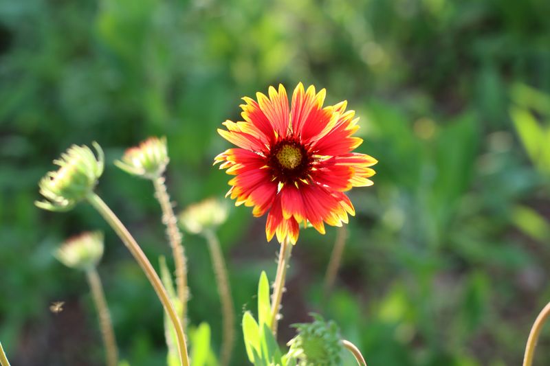 Blanketflower Blanketflower