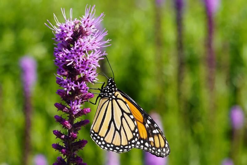 Blazing Star Blazing Star