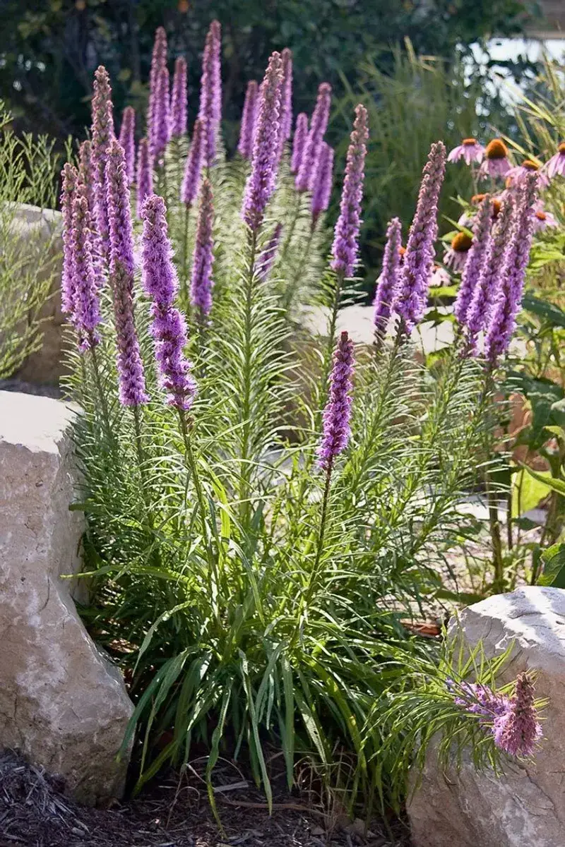 Blazing Star Sends Roots Down Like Anchors