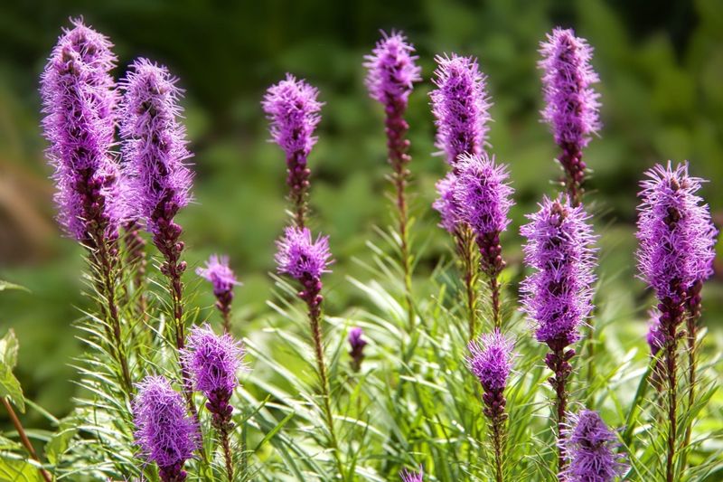Blazing Star Sends Up Purple Torches In A Drought Blazing Star Sends Up Purple Torches In A Drought