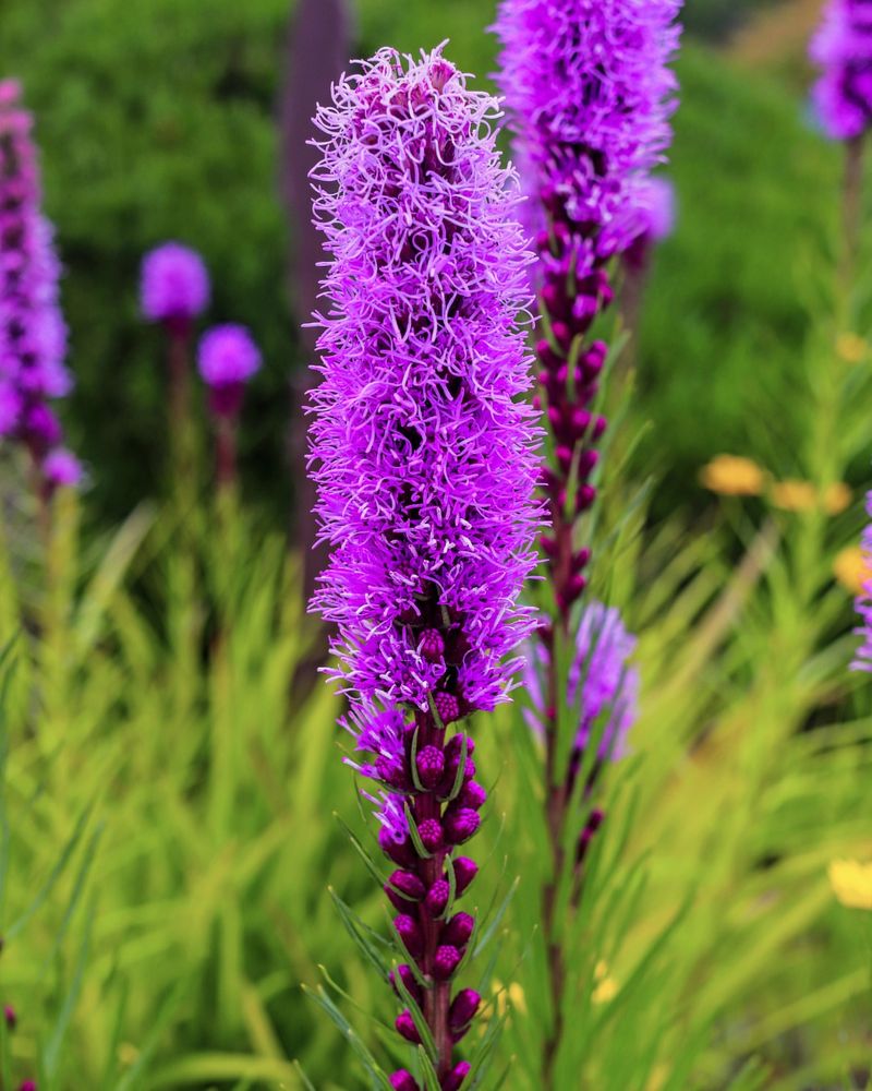 Blazing Star Tolerates Summer Heat Well Blazing Star Tolerates Summer Heat Well