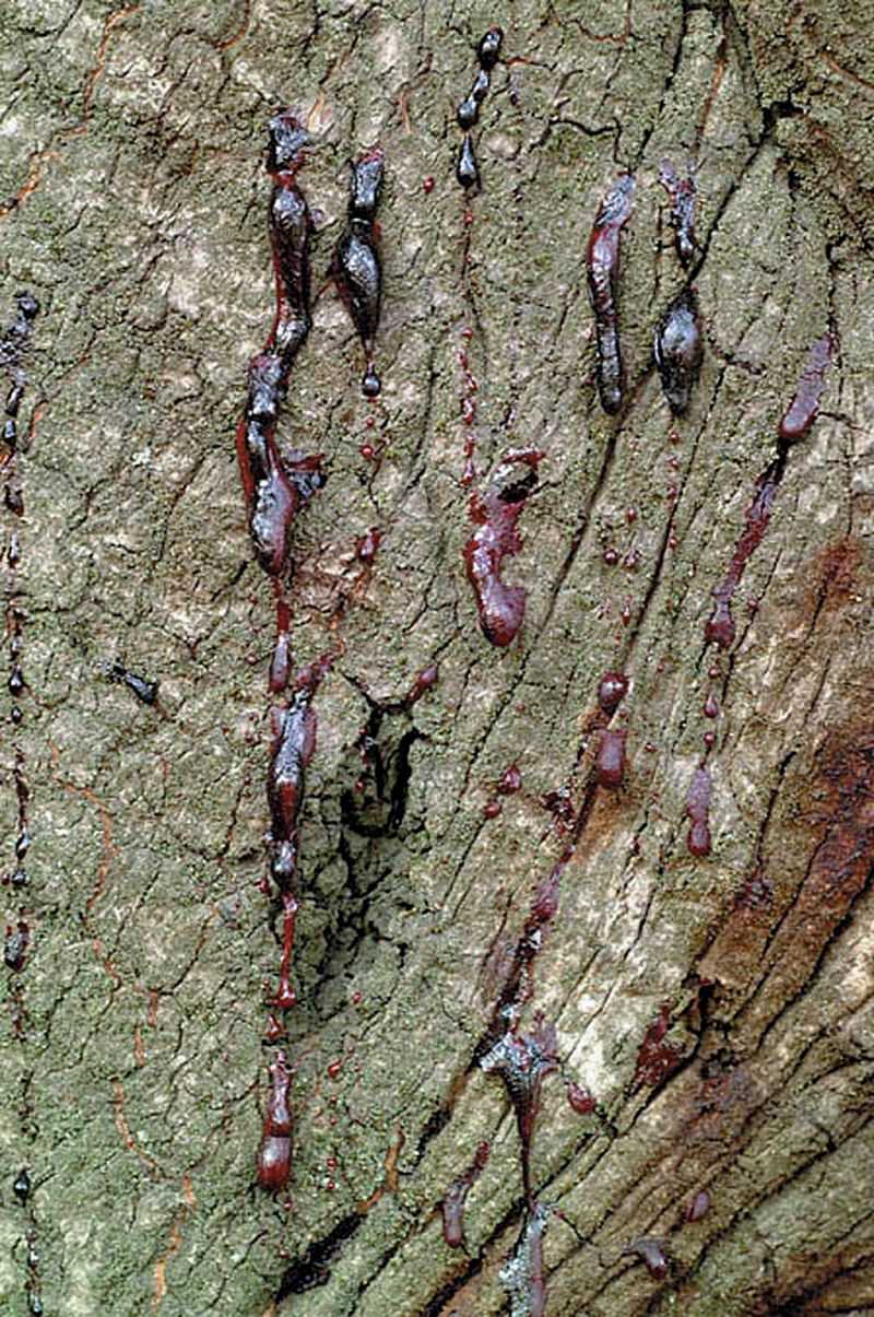 Bleeding Bark Is A Major Warning Sign