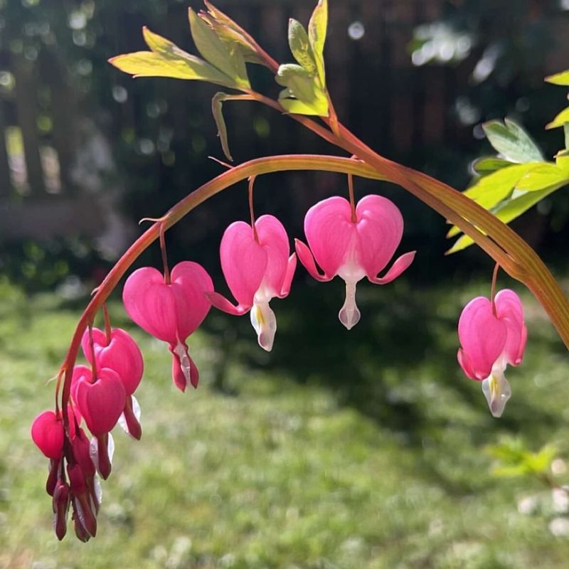 Bleeding Heart Divides Best After Going Dormant